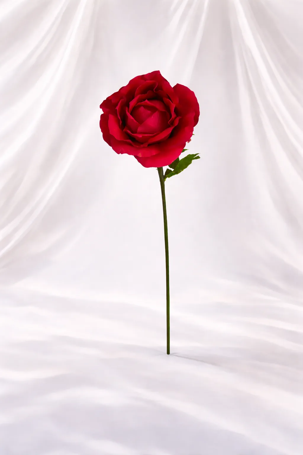 Location Fleurs - 1/2